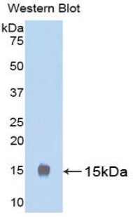 Luteinizing Hormone (LH) Polyclonal Antibody - image 2