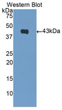 Brain Natriuretic Peptide (BNP) Polyclonal Antibody - image 2