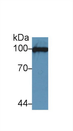 Vascular Cell Adhesion Molecule 1 (VCAM1) Polyclonal Antibody - image 2