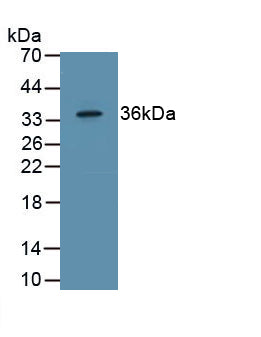 Epidermal Growth Factor (EGF) Polyclonal Antibody - image 2