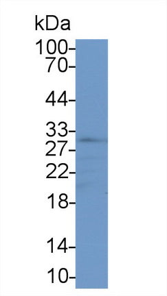 Adiponectin (ADPN) Polyclonal Antibody - image 2
