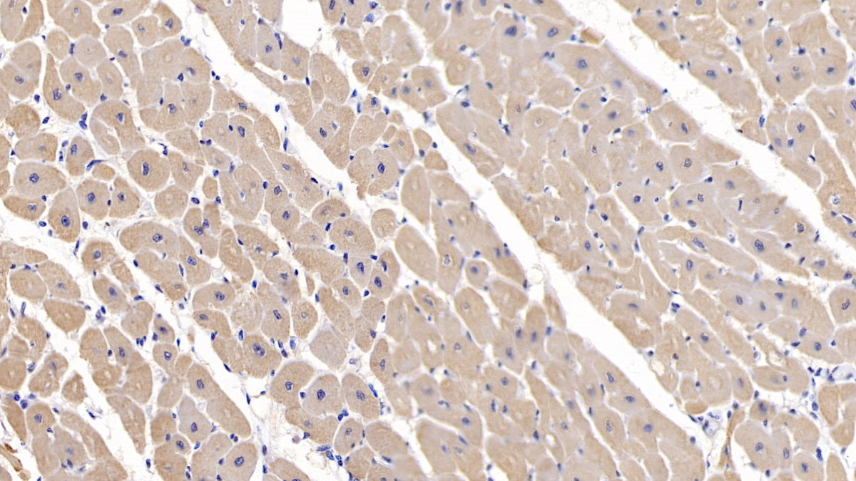 Myosin Heavy Chain 2 (MYH2) Polyclonal Antibody - image 4