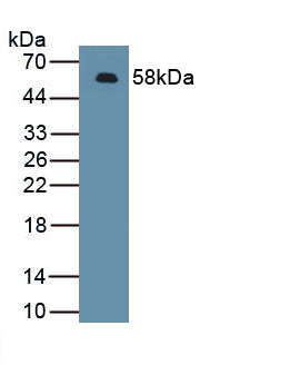 Chemokine C-X-C-Motif Ligand 16 (CXCL16) Polyclonal Antibody - image 2