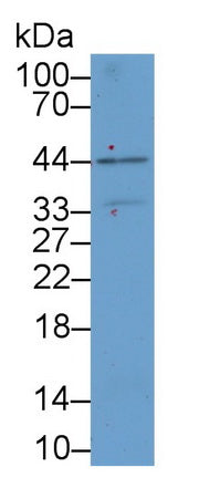 Kidney Injury Molecule 1 (Kim1) Polyclonal Antibody - image 2
