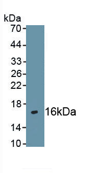Chemokine C-X-C-Motif Receptor 4 (CXCR4) Polyclonal Antibody - image 2