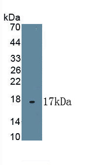 High Density Lipoprotein (HDL) Polyclonal Antibody - image 2