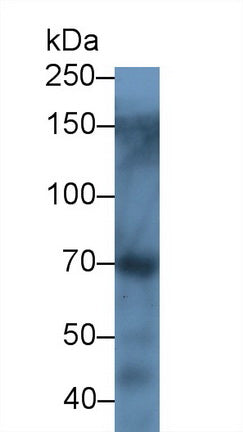 Albumin (ALB) Polyclonal Antibody - image 2