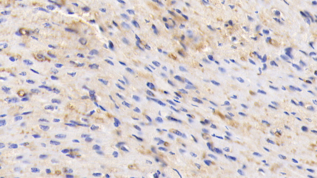 Albumin (ALB) Polyclonal Antibody - image 4