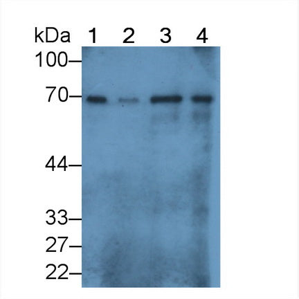 Albumin (ALB) Polyclonal Antibody - image 2