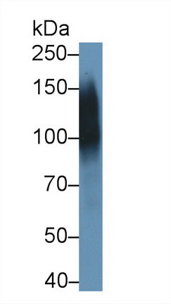 Protein Tyrosine Phosphatase Receptor Type C (CD45) Polyclonal Antibody - image 2