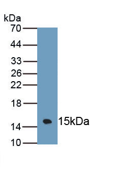 Mucin 3 (MUC3) Polyclonal Antibody - image 2