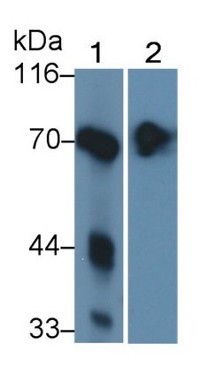 Alkaline Phosphatase, Intestinal (ALPI) Polyclonal Antibody - image 2