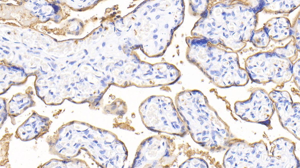 Alkaline Phosphatase, Intestinal (ALPI) Polyclonal Antibody - image 3