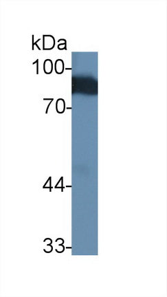 Angiostatin (ANG) Polyclonal Antibody - image 2
