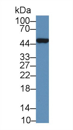 Beta Actin (ACTB) Polyclonal Antibody - image 2