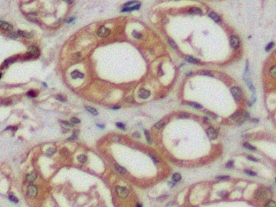 Beta Actin (ACTB) Polyclonal Antibody - image 4