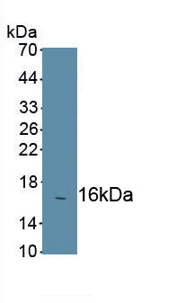 Chemokine C-C-Motif Receptor 7 (CCR7) Polyclonal Antibody - image 2
