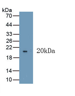 Vascular Endothelial Growth Factor 165 (VEGF165) Polyclonal Antibody - image 2