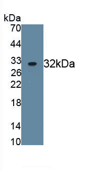 Fibroblast Growth Factor Receptor 2 (FGFR2) Polyclonal Antibody - image 2