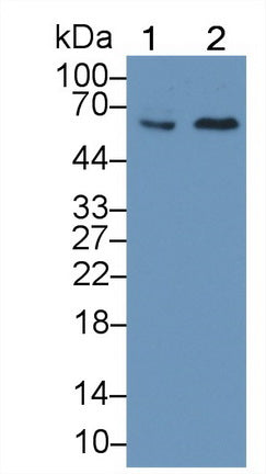 Frizzled Homolog 9 (FZD9) Polyclonal Antibody - image 2