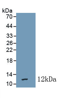 Regenerating Islet Derived Protein 4 (REG4) Polyclonal Antibody - image 2
