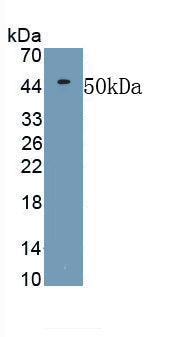 Matrix Metalloproteinase 19 (MMP19) Polyclonal Antibody - image 2