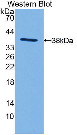 Myosin IF (MYO1F) Polyclonal Antibody - image 2