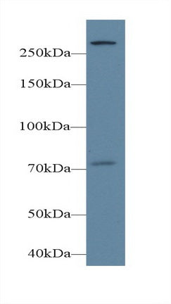 Phospholipase C Epsilon 1 (PLCe1) Polyclonal Antibody - image 2