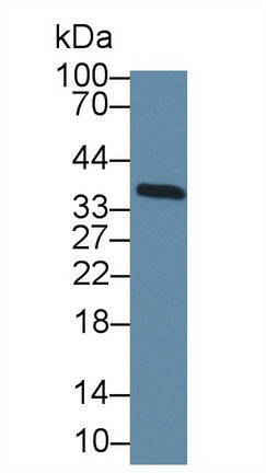 Transcription Elongation Factor A2 (TCEA2) Polyclonal Antibody - image 2