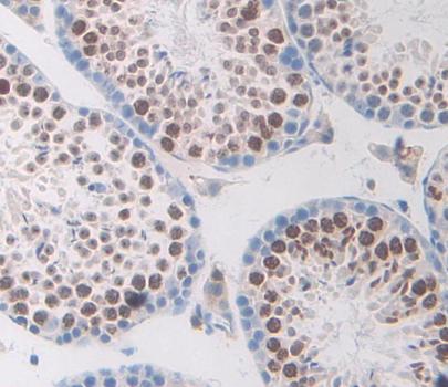 Transcription Elongation Factor A2 (TCEA2) Polyclonal Antibody - image 3