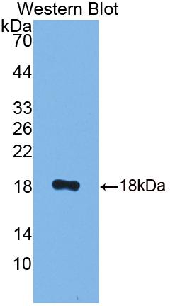 Calcyon Neuron Specific Vesicular Protein (CALY) Polyclonal Antibody - image 2