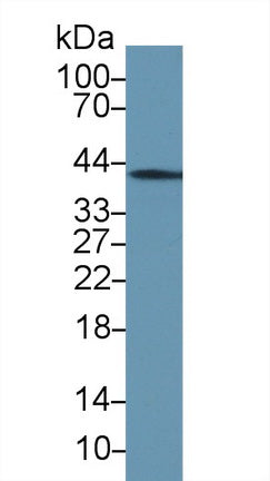 Annexin A1 (ANXA1) Polyclonal Antibody - image 2
