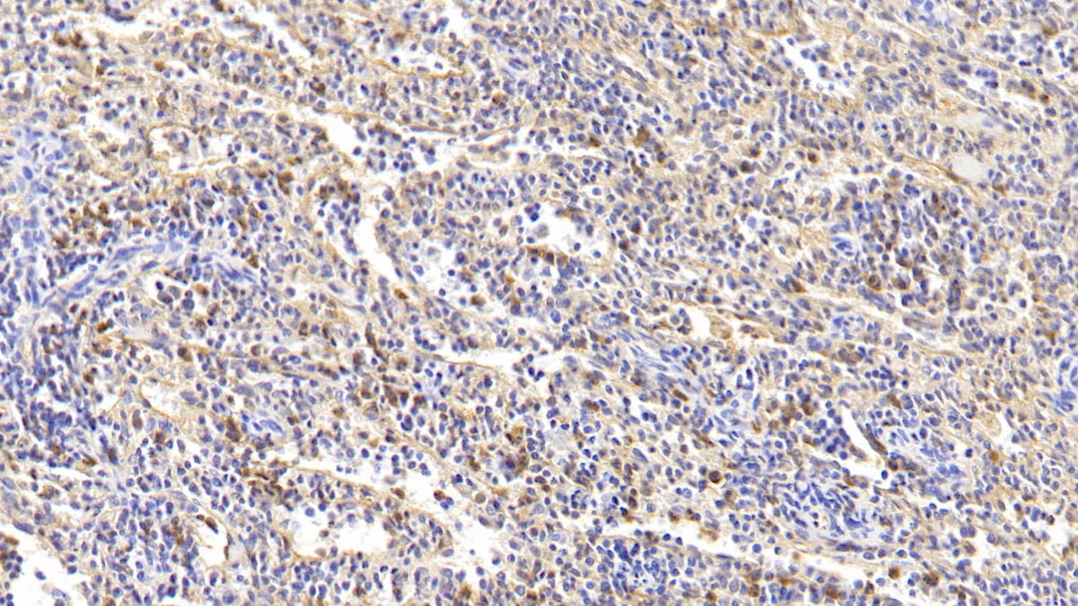 DAB staining on IHC-P; Samples: Rabbit Stomach Tissue;  Primary Ab: 20μg/ml Cavia Anti-Rabbit ANXA1 Antibody Second Ab: 2µg/mL HRP-Linked Rabbit Anti-Cavia IgG Polyclonal Antibody