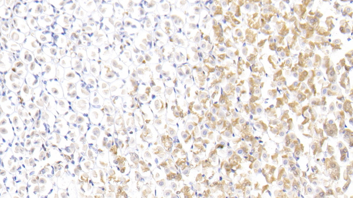 Annexin A1 (ANXA1) Polyclonal Antibody - image 4