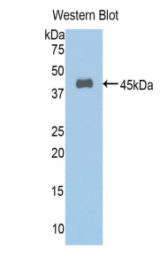 Annexin A1 (ANXA1) Polyclonal Antibody - image 2