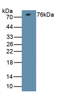 Discs, Large Homolog 4 (DLG4) Polyclonal Antibody - image 2