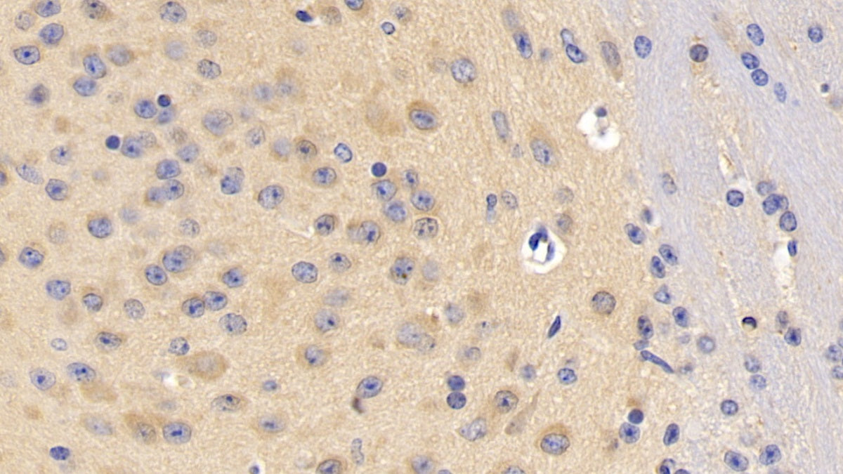 Discs, Large Homolog 4 (DLG4) Polyclonal Antibody - image 3