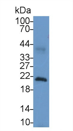 Cerebral Dopamine Neurotrophic Factor (CDNF) Polyclonal Antibody - image 2