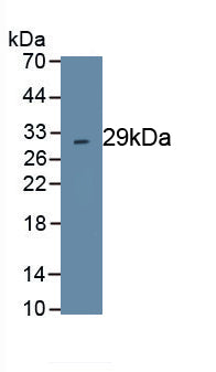 Chymase 1, Mast Cell (CMA1) Polyclonal Antibody - image 2