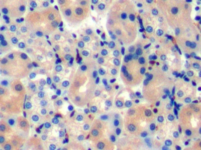 DAB staining on IHC-P; Samples: Mouse Cerebrum Tissue; Primary Ab: 10µg/ml Rabbit Anti-Mouse TAN1 Antibody Second Ab: 2µg/mL HRP-Linked Caprine Anti-Rabbit IgG Polyclonal Antibody