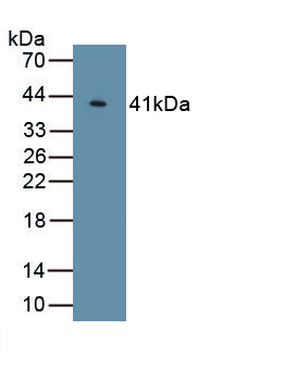 Klotho (KL) Polyclonal Antibody - image 2