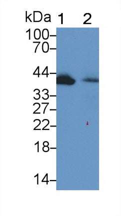 Wingless Type MMTV Integration Site Family, Member 1 (WNT1) Polyclonal Antibody - image 2