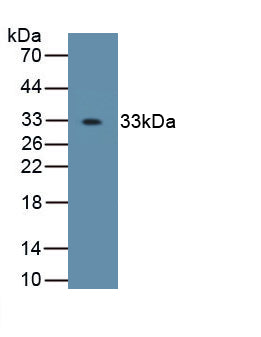 Osterix (OSX) Polyclonal Antibody - image 2