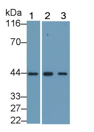 Actin Alpha 2, Smooth Muscle (ACTa2) Monoclonal Antibody - image 2