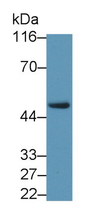 Liver X Receptor Beta (LXRb) Polyclonal Antibody - image 2