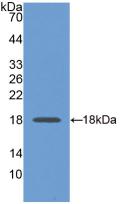 Glyceraldehyde-3-Phosphate Dehydrogenase (GAPDH) Monoclonal Antibody - image 5