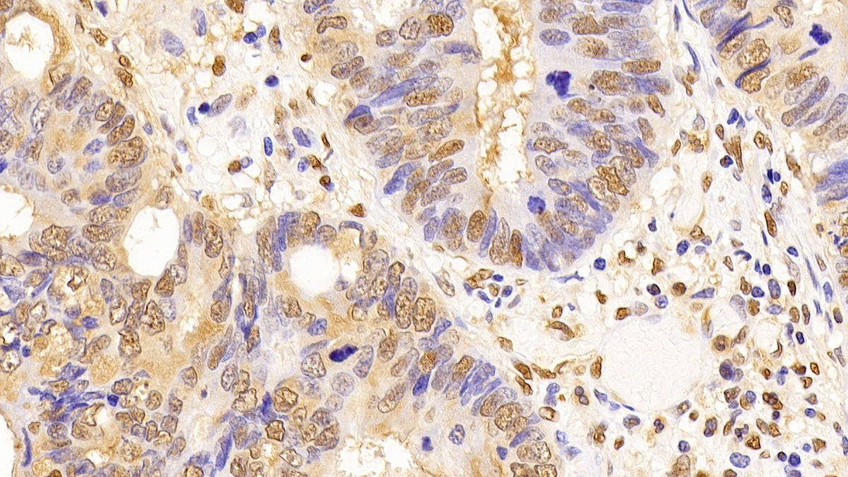 Glyceraldehyde-3-Phosphate Dehydrogenase (GAPDH) Monoclonal Antibody - image 5