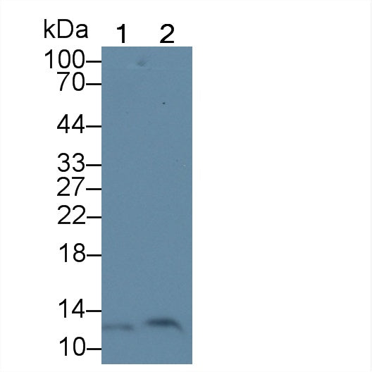 Mitochondrial Pyruvate Carrier Protein 1 (MPC1) Polyclonal Antibody - image 4