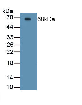 Cystic Fibrosis Transmembrane Conductance Regulator (CFTR) Polyclonal Antibody - image 4