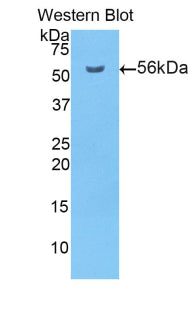 Western Blot; Sample: Lane1: Human Liver lysate; Lane2: Human HepG2 cell lysate; Primary Ab: 2ug/mL Rabbit Anti-Human PDI Antibody; Second Ab: 0.2ug/mL HRP-Linked Caprine Anti-Rabbit IgG Polyclonal Antibody
